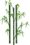 Bamboo PNG Picture