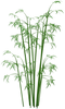 Bamboo PNG