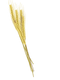 Barley PNG Clipart