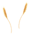 Barley PNG Free Image