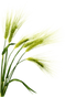 Barley PNG Image