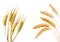 Barley PNG Picture