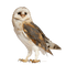 Barn Owl PNG Free Download