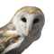 Barn Owl PNG Free Image