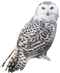 Barn Owl PNG Image