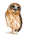 Barn Owl PNG Picture