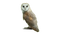 Barn Owl PNG