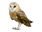 Barn Owl Transparent