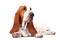 Basset Hound Free Download PNG