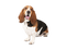 Basset Hound PNG Clipart