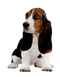 Basset Hound PNG Image