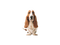 Basset Hound PNG Picture