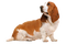 Basset Hound PNG