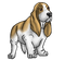 Basset Hound Transparent