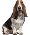 Basset Hound