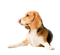 Beagle Dog PNG File