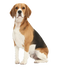 Beagle Dog PNG Free Download