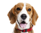 Beagle Dog PNG HD Image