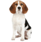 Beagle Dog PNG Image