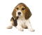 Beagle Dog PNG