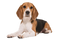 Beagle Dog Puppy PNG Clipart