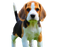 Beagle Dog Puppy PNG Download Image