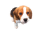 Beagle Dog Puppy PNG File