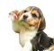 Beagle Dog Puppy PNG Free Download