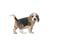 Beagle Dog Puppy PNG HD Image