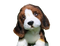 Beagle Dog Puppy PNG Image