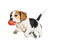 Beagle Dog Puppy PNG Picture