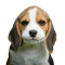 Beagle Dog Puppy PNG