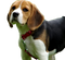 Beagle Dog Puppy