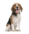 Beagle Dog Transparent