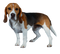 Beagle Dog