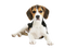 Beagle PNG Clipart