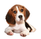 Beagle PNG Free Download