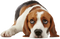 Beagle PNG Free Image