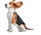 Beagle PNG Image