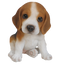 Beagle Transparent