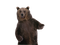 Bear PNG 11