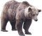 Bear PNG 12