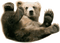 Bear PNG 13