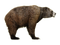 Bear PNG 14