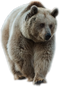Bear PNG 15