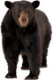 Bear PNG 2