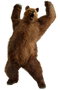 Bear PNG 3