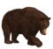 Bear PNG 9