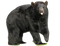 Bear PNG