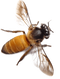 Bee PNG 2